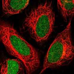 FAM117B Antibody, Novus Biologicals 0.1mL; Unlabeled:Antibodies, Polyclonal